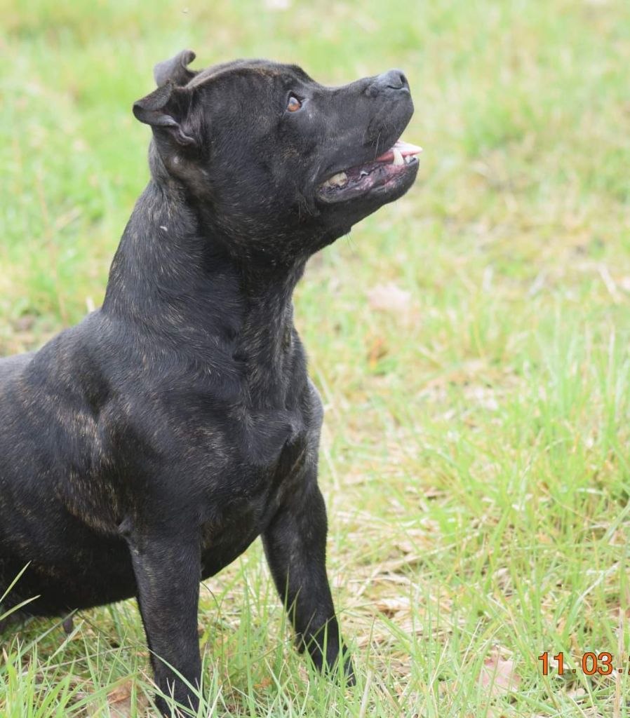 Les Staffordshire Bull Terrier de l'affixe From Braveheart Story