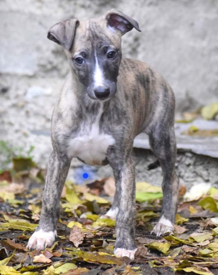 From Braveheart Story - Chiot disponible  - Whippet