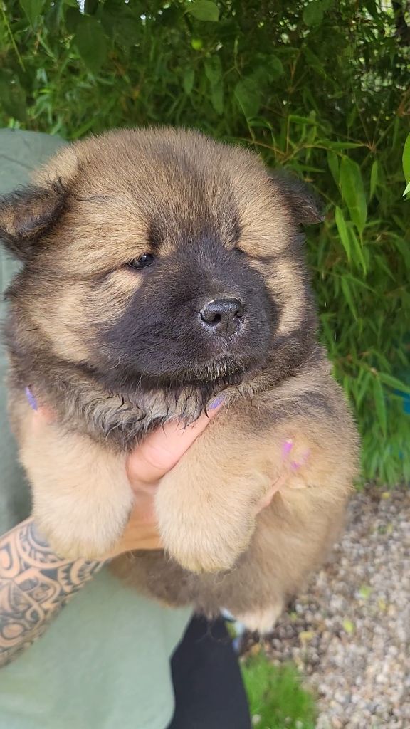 From Braveheart Story - Chiot disponible  - Eurasier