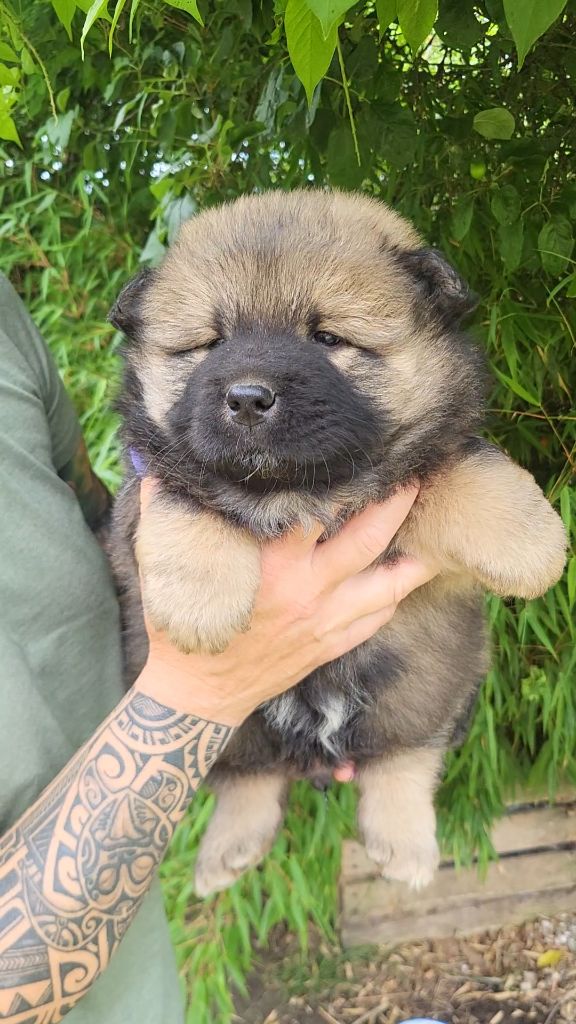 From Braveheart Story - Chiot disponible  - Eurasier