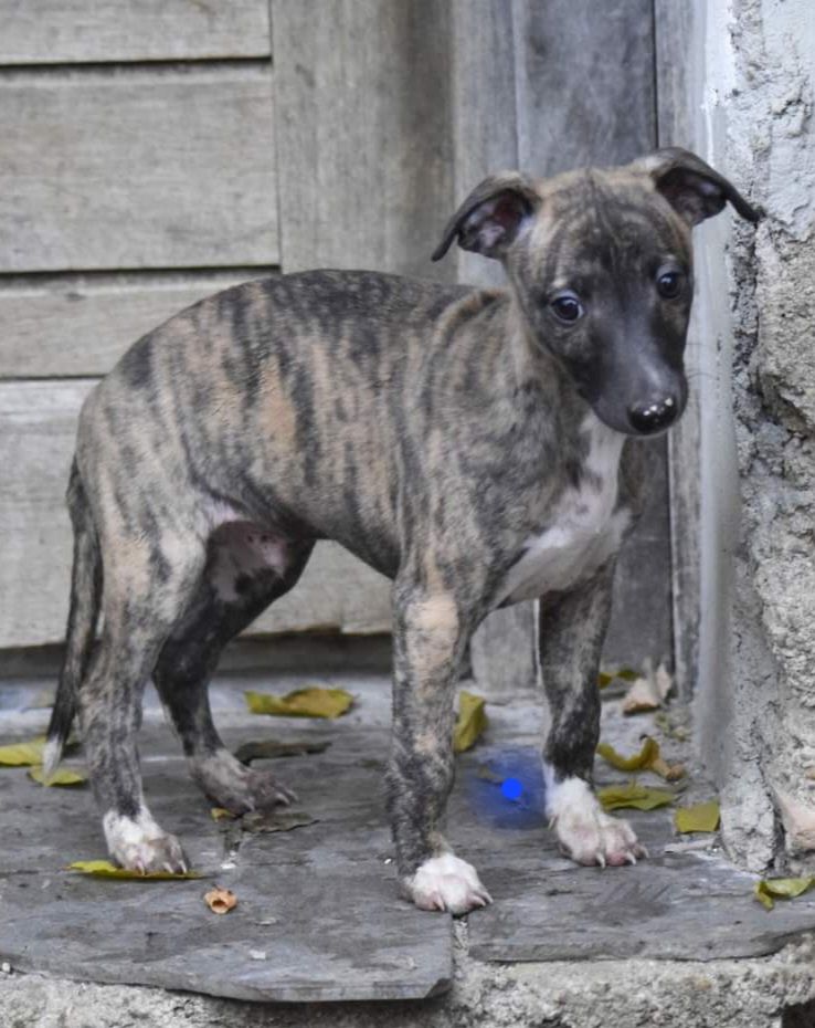 From Braveheart Story - Chiots disponibles - Whippet