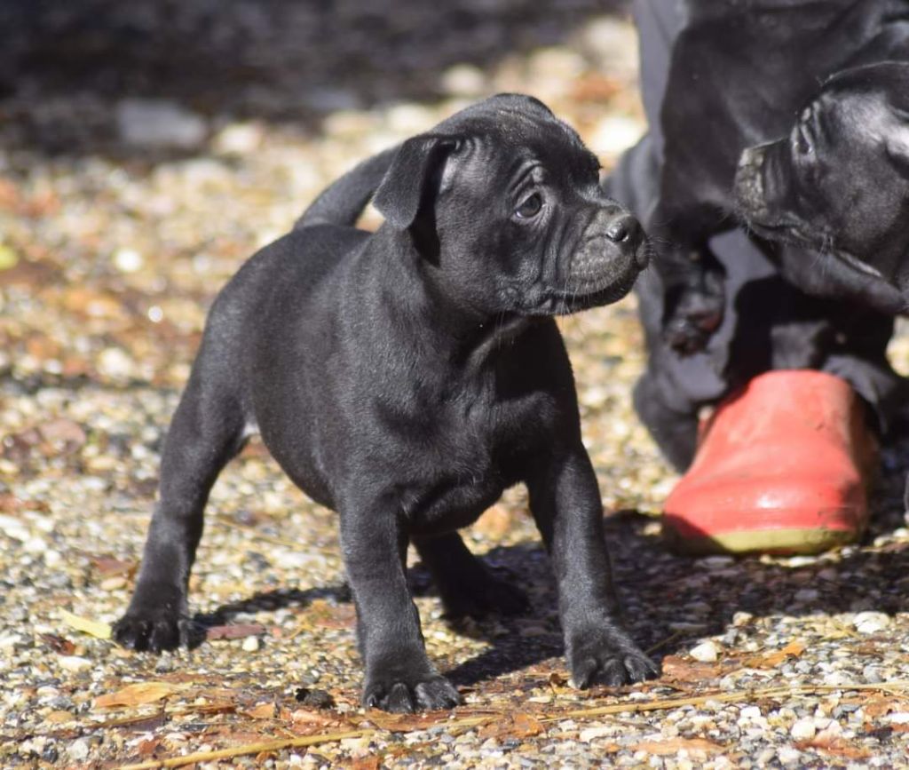 From Braveheart Story - Chiots disponibles - Staffordshire Bull Terrier